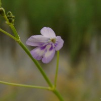 Dopatrium lobelioides (Retz.) Benth.